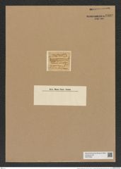 Hemiaulus erenatus Grev. (de-Toni-Nr.: Genus 117, Species 3390) Zeichnungen Sammlung Grunow Nr. 6809 (NHMW-BOT-W0375652)